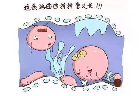 香港助孕：输卵管积水能直接做试